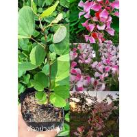 ราคา ขายต้น ชงโคกล้วยไม้ แฮปปี้ (20531435755)