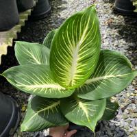 ราคา ต้นบารมีเศรษฐี, ต้นบารมีรัตนโกสินทร์, ต้นเสริมบารมี, Dieffenbachia (28738379007)