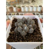 ราคา haworthia obtusa dragon claw (3369333970)