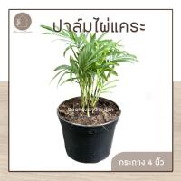 ราคา ต้นปาล์มไผ่ ต้นปาล์มไผ่แคระ ไม้ฟอกอากาศ (3783579199)