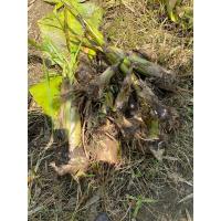 ราคา หน่อกล้วยหอมทองเซต5หน่อแถม1หน่อ (29862599940)