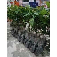 ราคา ต้นมะฮอกกานี 20-40เซนติเมตร (28278268631)