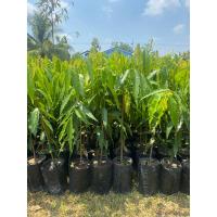 ราคา ต้นอโศกอินเดียสูง50-60ซม.ขึ้นไปสั่งขั้นต่ำ3ต้นคละต้นอื่นได้ (22738496497)