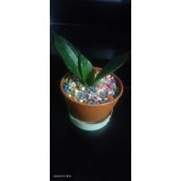 ราคา ลิ้นมังกรแคระสีเขียวลาย ปลูกในห้องนอนได้ เป็นต้นไม้ฟอกอากาศ (15039160550)