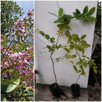ราคา ต้นตะแบก ไม้ยืนต้น ดอกสีชมพูอมม่วง (8030392491)