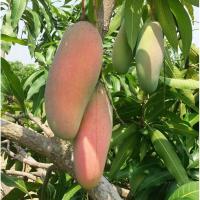 ราคา ต้นพันธุ์ มะม่วงมหาชนก มะม่วงพันธุ์ไทย ต้นเตี้ย มะม่วงผลใหญ่ยาว ลำต้นสูง 80 ซม (9421559093)