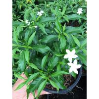 ราคา พุดศุภโชคไซส์จิ๋ว กระถาง 5นิ้วติดดอกทุกต้น (23770517027)