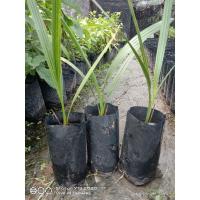 ราคา ต้นอินทผาลัมบาฮีเพาะเมล็ดผลสีเหลืองต้นแข็งแรงพร้อมปลูก (14782224086)