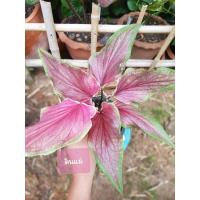 ราคา บอนสี ตะเคียนทอง (9271774157)