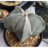 ราคา Astrophytum Myriostigma ไม้เมล็ด นำเข้า (3271117084)
