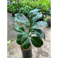 ราคา ต้นส้มโอทับทิมสยาม(เสียบยอด) 70.- (20781476988)