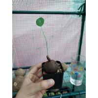 ราคา บัวบกโขดหัวเล็กกระถาง 2 นิ้ว (3895916638)