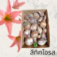 ราคา ว่านสี่ทิศโอรสจิ๋ว 10หัว พันธุ์พื้นบ้าน. ดอกใหญ่กลีบดอกชั้นเดียว ดอกไม้ สี่ทิศโอรส ว่านสี่ทิศ ไม้หัว (6170329648)