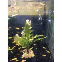 ราคา เฟิร์นก้างปลาสวยทนมากหายาก (9407413897)