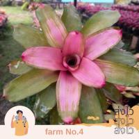 ราคา (ส่งไว) ต้น สับปะรดสี/Neo.Michi/ไม้สีชมพูบานเย็น เป็นไม้ฟอร์มสามมารถโตได้อีกเยอะหน้าไม้ 1 ฟุต (27408074904)