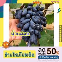 ราคา ต้นองุ่นพันธุ์นิ้วมือแม่มด ลูกสีดำ หวานกรอบ ปลูกได้ทุกพื้นที่ (18734475884)