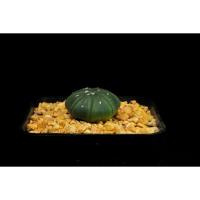 ราคา Astrophytum asterias (size SS) -กระบองเพชร - cactus & succulent (1517119451)