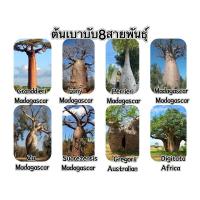 ราคา เมล็ดพันธุ์ต้นเบาบับ8สายพันธุ์ 8 species of Adansonia baobab seeds 1ชุด20เมล็ด50บาท สายพันธุ์อื่น5เมล็ดต่อ1ชุด (26824941729)