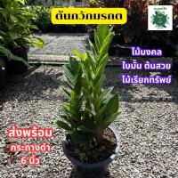 ราคา ต้นกวักมรกต ส่งพร้อมกระถางดำ ขนาด 6 นิ้ว ต้นไม้มงคล กวักเงิน กวักทอง กวักโชคลาภ (44467686272)