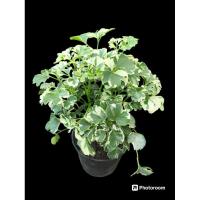 ราคา ต้นเล็บครุฑด่างแคระ กระถาง 6" (24434852393)