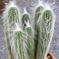 ราคา [ลดราคา]แคคตัสเอสโพทัว พ่อเฒ่า กระบองเพชร ไม้อวบน้ำ ไม้ประดับ (ส่งถอดกระถาง) (27887464888)