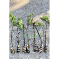 ราคา กิ่งตอน มะเดื่อฝรั่ง (5278053844)