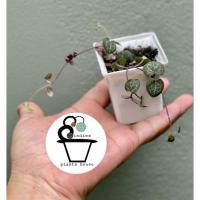 ราคา สายป่านดวงใจด่างใบเขียว Chain of Heart (10945764198)