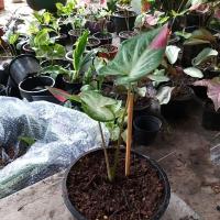 ราคา บอนสีชายชล # ชายชล ทุกบ้านควรมี# (12507022517)