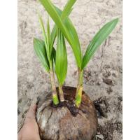 ราคา ต้นมะพร้าวน้ำหอมเตี้ย 3หน่อ(แฝด3) ปลูกเป็นไม้ประดับ ไม้มงคล (23587678526)