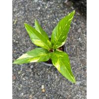 ราคา #โชคเก้าชั้นด่าง ใบแข็ง #โชคเก้าชั้น กระถาง 8 นิ้ว พร้อมส่ง (15306600112)