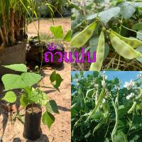 ราคา ต้นถั่วแปบ มีประโยชน์ พร้อมปลูก ปลูกง่าย โตไว ปลูกได้ทุกสภาพดิน (28432122070)