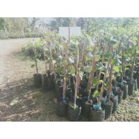 ราคา ต้นพันธุ์พุทรานมสดกิ่งทาบ (6562949557)