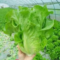 ราคา เมล็ดพันธุ์ผักกาดหอมอิตาลี 100เมล็ด เมล็ดผักสลัด เมล็ดผักกาดหอม (27958433241)