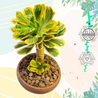 ราคา ต้นไม้ประดับ ต้นไม้นอก ต้นไม้ฟอกอากาศ พญานาคราชสีทอง ทองอำพัน มังกรทอง (29883706896)