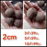 ราคา บัวบกโขด(1-2cm) เป็นไม้หัวที่พบได้ตามป่าเขามีก้านและใบกลมรูปทรงน่ารัก ไม้หัว ไม้โขด หัวบัวบกโขด (5761288480)