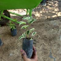 ราคา ต้นไทรด่าง เเท้ 100% ไทรด่าง ต้นไทร ประดับ (13983809816)