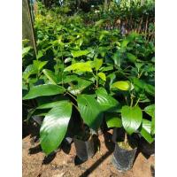 ราคา ต้นละไมเสียบยอด ลูกดก ผลคล้ายมะไฟแต่มีรสชาติหวานกว่า (24037115826)