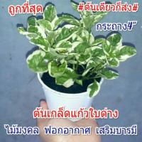 ราคา ✔✔ต้นเกล็ดแก้ว ต้นบุษบาพารวย✔✔ไม้มงคล เสริมฮวงจุ้ย ต้นเดียวก็ส่ง (7342819985)