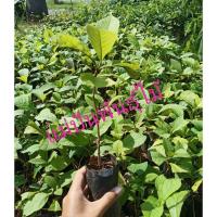 ราคา ต้นกล้าสักทองสูง15-25ซม.ต้นละ15บาท☺ (6451362780)