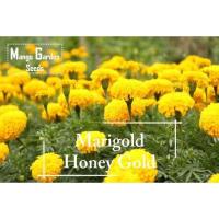 ราคา [จัดส่งในประเทศ] เมล็ดดอกดาวเรืองแอฟริกันสีทอง - 100 เมล็ด *เหมาะสำหรับกระถาง* กระถางต้นไม้ เมล็ดดอกดาวเรืองสีเหลือง (53603466443)