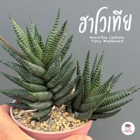 ราคา ฮาโวเทีย Haworthia Limifolia 'Fairy Washboard' ไม้อวบน้ำ กุหลาบหิน cactus&succulentหลากหลายสายพันธุ์ (9168875220)