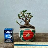 ราคา บอนไซช้อนเงินช้อนทอง bonsaiไม้จิ๋ว (41656494632)