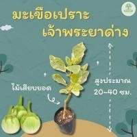 ราคา มะเขือเปราะเจ้าพระยาด่าง สูงประมาณ 20-40 ซม. มะเขือด่าง มะเขือเปราะ (25259881850)