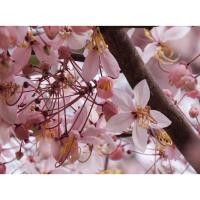 ราคา เมล็ดต้นกัลปพฤกษ์ 40 เมล็ด (4026764701)