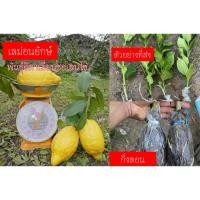 ราคา (รับ1กิ่ง)(กิ่งตอน) เลมอนยักษ์ พันธุ์ อิตาเลี่ยนซอเลนโต้ กล้าไม้จากต่างประเทศ (24825794696)
