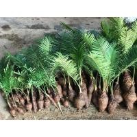 ราคา ผลิตภัณฑ์ใหม่ เมล็ดพันธุ์ 2022ต้นปรงชะเมา หน่อต้น ปรงชะเมา ขนาดจิ๋ว 20-25 ขนาดเล็ก หายาก ปรงเป็นไม้ประดับ โตช้ /ดอก IRV (18365778643)