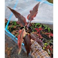 ราคา รวมบอนสีลูกไม้ใบไผ่ ไม้ผ่าไม้เมล็ด กระถาง 4 นิ้ว บอนใบไผ่ ใบหอก (22861620578)