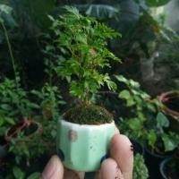 ราคา บอนไซเล็บครุฑแคระขนาดจิ๋ว (1628615271)