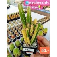 ราคา คอนโดนางฟ้าด่าง สวยฟรุ้งฟริ้ง แคคตัส กระบองเพชร (17064249994)