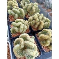 ราคา แคคตัส แมมนิ้วทองคริส (23553805897)